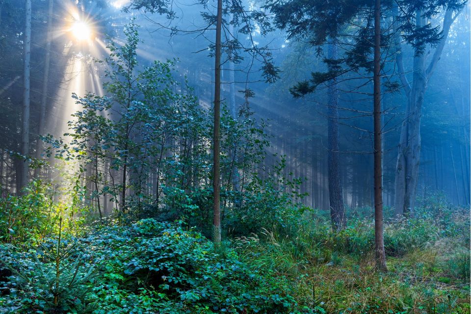 8 magische Wälder in Deutschland - [GEO]