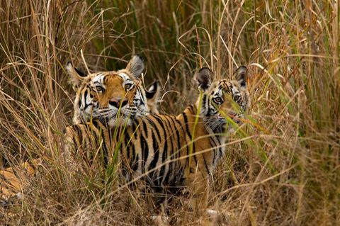 Tigerjunge begrüßen ihre Mutter im indischen Bandhavgarh-Nationalpark, als sie von der Jagd zurückkehrt. Foto: Suyash Keshari/WW
