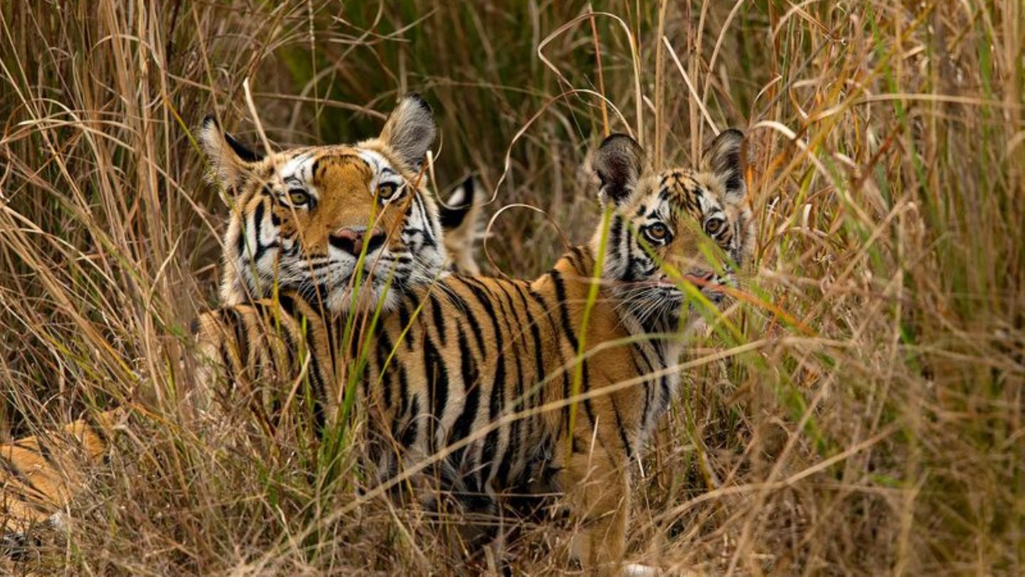Lebih banyak harimau lagi – tetapi habitatnya menghilang