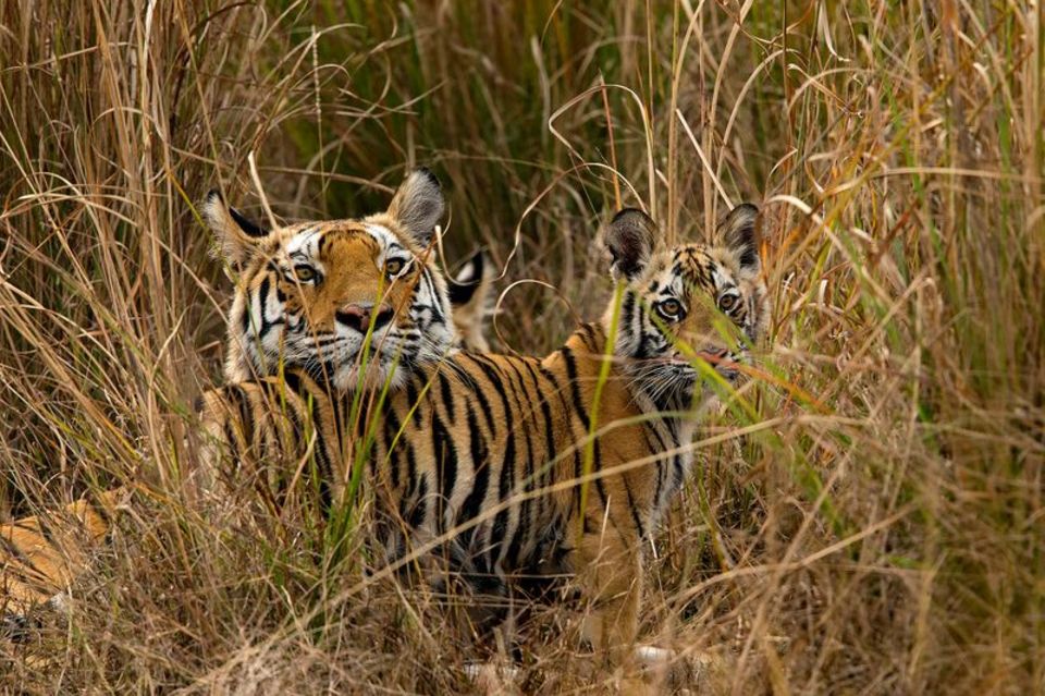 Tigerjunge begrüßen ihre Mutter im indischen Bandhavgarh-Nationalpark, als sie von der Jagd zurückkehrt