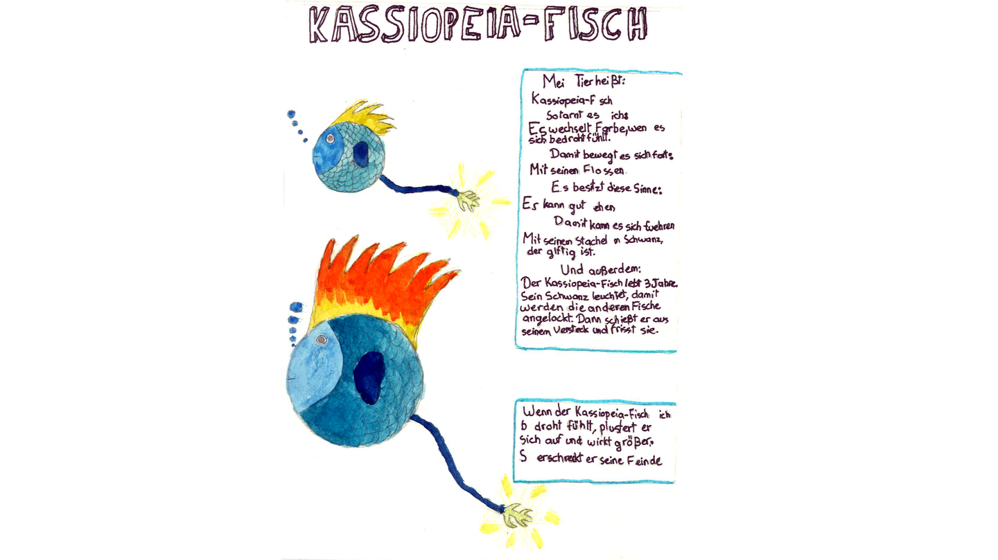 Schicke Frisur? Nein, der Kassiopeia-Fisch von Mado, 11 Jahre, aus Frankreich, hat nur eine Hingucker-Rückenflosse, deren Farbe er wechseln kann. Besser noch: Wenn er sich bedroht fühlt, plustert er sich auf und wirkt größer. So erschreckt er seine Feinde. Stark!