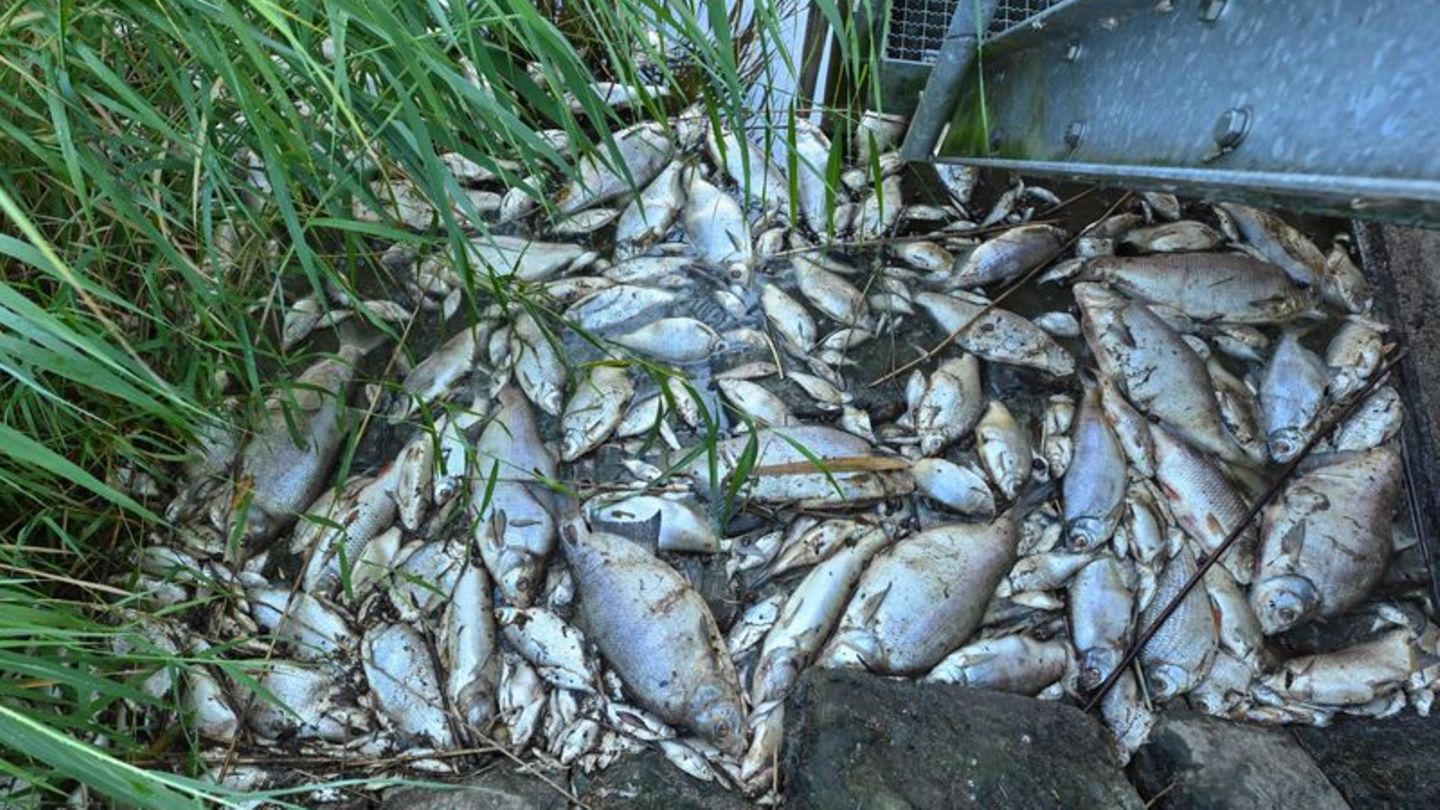 Tote Fische an einem Wehr im deutsch-polnischen Grenzfluss Westoder