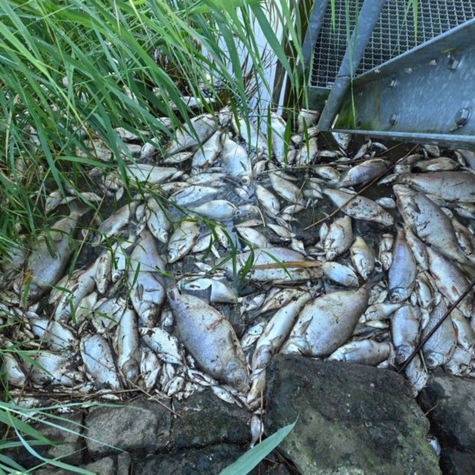 Tote Fische an einem Wehr im deutsch-polnischen Grenzfluss Westoder