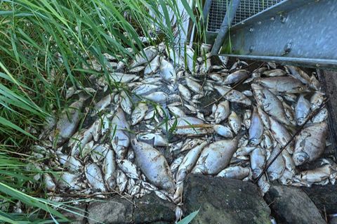 Tote Fische an einem Wehr im deutsch-polnischen Grenzfluss Westoder