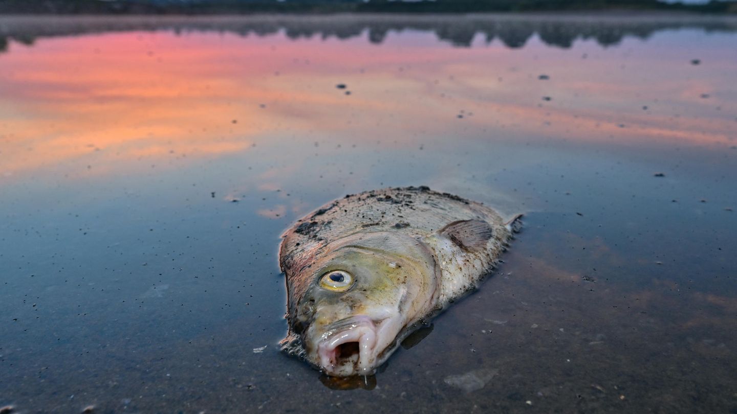 Toter Fisch in der Oder