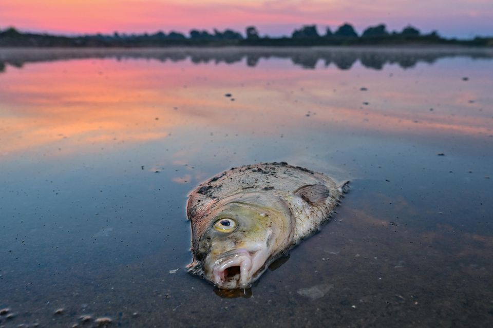 Toter Fisch in der Oder