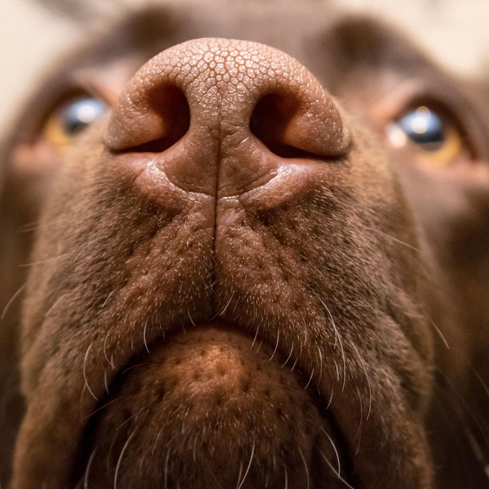 Hund schnüffelt