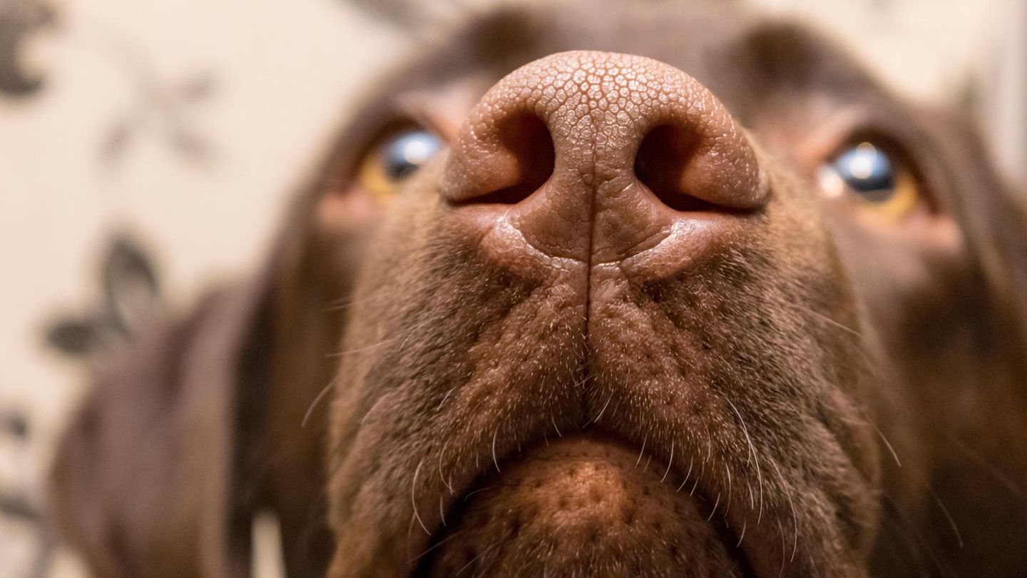 Hund schnüffelt
