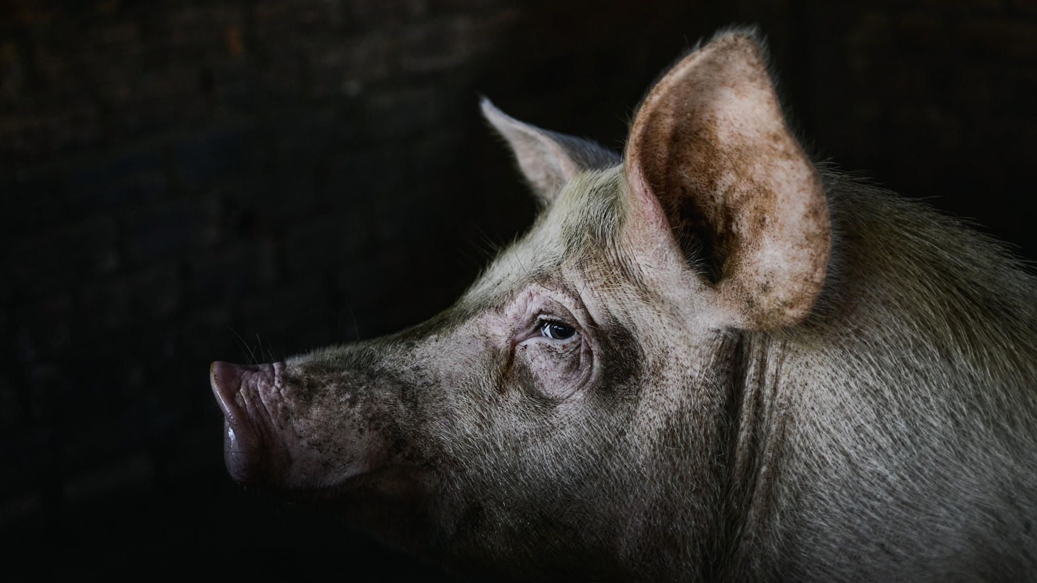 Wir schaffen es Menschen, massenhaft Tiere zu schlachten? Sie brauchen bestimmte Rituale, die das individuelle Wesen unsichtbar machen, sagt der Soziologe Marcel Sebastian