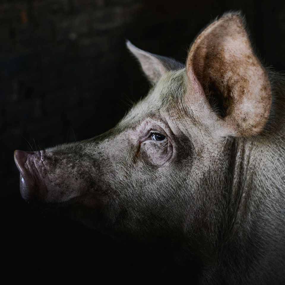 Wir schaffen es Menschen, massenhaft Tiere zu schlachten? Sie brauchen bestimmte Rituale, die das individuelle Wesen unsichtbar machen, sagt der Soziologe Marcel Sebastian