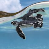 Ein tiefer Atemzug, danach begibt sich die Grüne Schildkröte auf ihre erste Reise in die Weiten des Meeres. Ryuta Ogawa siegt mit dieser Aufnahme in der Kategorie "Young".