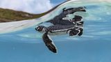 Ein tiefer Atemzug, danach begibt sich die Grüne Schildkröte auf ihre erste Reise in die Weiten des Meeres. Ryuta Ogawa siegt mit dieser Aufnahme in der Kategorie "Young".