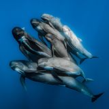 Gewinner der Kategorie "Wildlife" wird Rafael Fernandez Caballero mit einem "Familienporträt" einer Herde Grindwale.