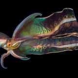 Das faszinierende Farbspiel einer Löcherkrake hält Katherine Lu fotografisch fest und wird damit zweite Allgemeinsiegerin.