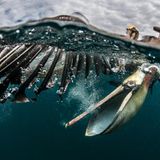 Zwischen Fischerbootschrott taucht ein brauner Pelikan nach Beute. Die spannende Splitaufnahme bringt Simone Caprodossi unter die Finalist*innen der Kategorie "Wildlife".