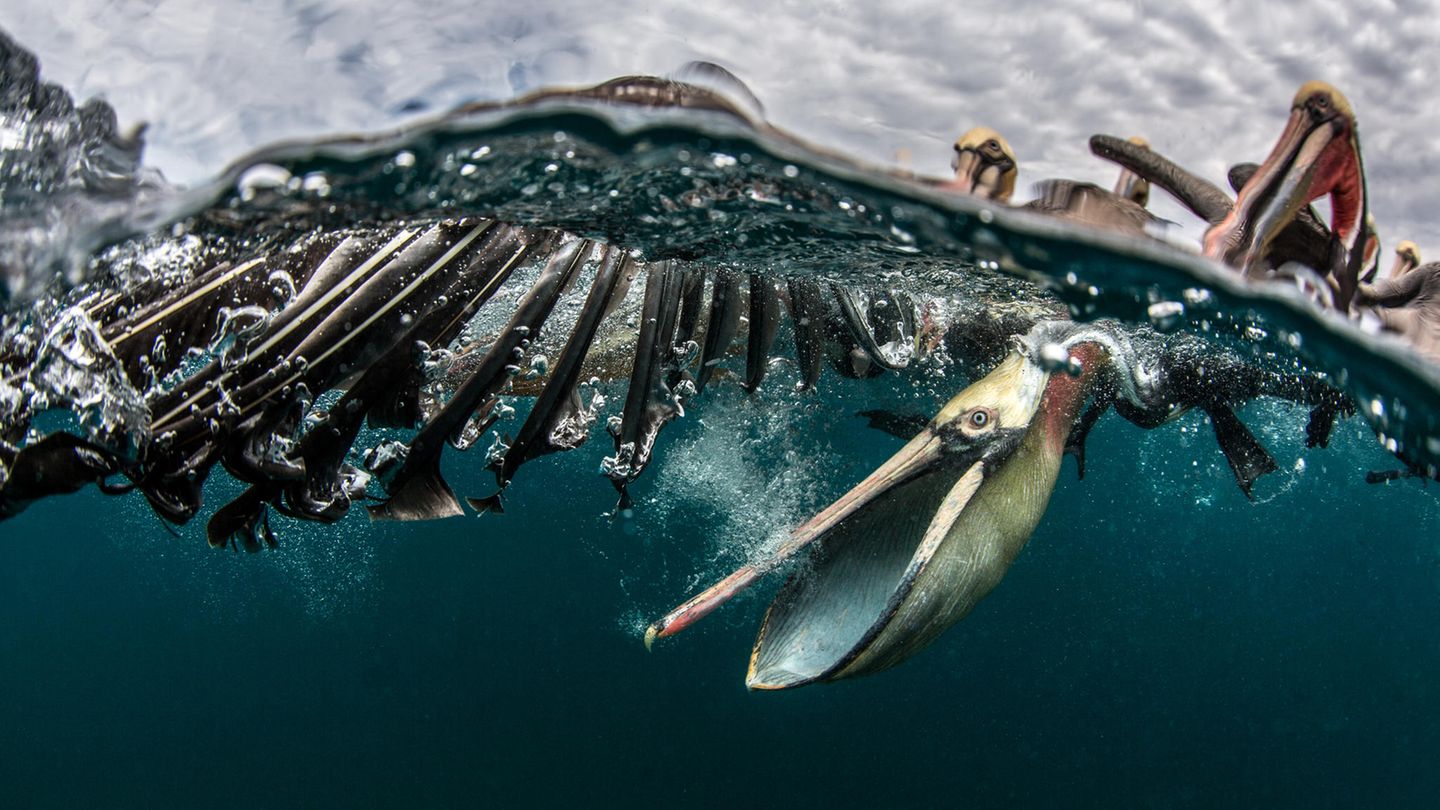 Zwischen Fischerbootschrott taucht ein brauner Pelikan nach Beute. Die spannende Splitaufnahme bringt Simone Caprodossi unter die Finalist*innen der Kategorie "Wildlife".