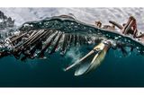 Zwischen Fischerbootschrott taucht ein brauner Pelikan nach Beute. Die spannende Splitaufnahme bringt Simone Caprodossi unter die Finalist*innen der Kategorie "Wildlife".