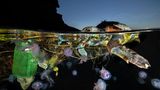 Mit dieser bunt anmutenden Aufnahme eines Schildkrötenkadavers wird Pasquale Vassallo Finalist ist der Kategorie "Ocean Conservation Photographer of the Year (IMPACT)". Laut Fotografen war das farbige Plastik die Todesursache für das Meerestier. 