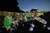 Mit dieser bunt anmutenden Aufnahme eines Schildkrötenkadavers wird Pasquale Vassallo Finalist ist der Kategorie "Ocean Conservation Photographer of the Year (IMPACT)". Laut Fotografen war das farbige Plastik die Todesursache für das Meerestier. 