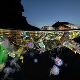 Mit dieser bunt anmutenden Aufnahme eines Schildkrötenkadavers wird Pasquale Vassallo Finalist ist der Kategorie "Ocean Conservation Photographer of the Year (IMPACT)". Laut Fotografen war das farbige Plastik die Todesursache für das Meerestier. 
