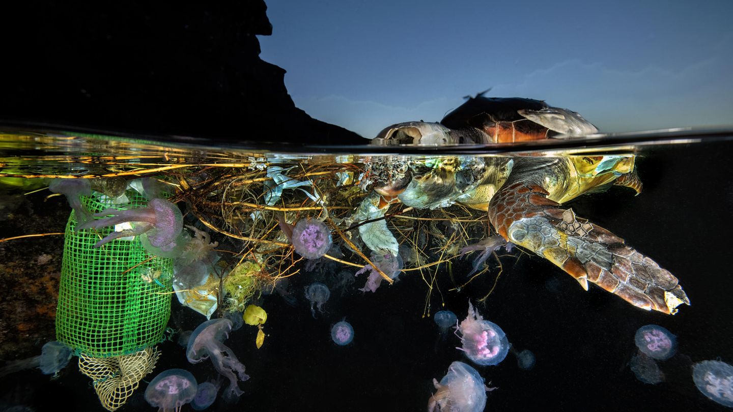 Schwimmende Todesfalle Mit dieser bunt anmutenden Aufnahme eines Schildkrötenkadavers wird Pasquale Vassallo Finalist ist der Kategorie "Ocean Conservation Photographer of the Year (IMPACT)". Laut Fotografen war das farbige Plastik die Todesursache für das Meerestier.