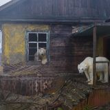Auf einer verlassenen Insel fand Dmitry Kokh eine faszinierende Szenerie vor: Eisbären haben leerstehende Häuser übernommen. Mit seiner Dronenaufnahme wird er Drittplatzierter in der Kategorie " Ocean Conservation Photographer of the Year (IMPACT)". GEO.de hat den Fotografen gefragt, wie er die scheuen Tiere fotografiert hat.