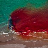 Ein trauriges Farbenspiel fängt Rafael Fernández Caballero mit seiner Kamera ein. Ein toter Pottwal färbt das grün anmutende Meer rot. Ein zweiter Platz erringt dieser traurige Komplementär-Kontrast in der Kategorie "Ocean Conservation Photographer of the Year (IMPACT)"