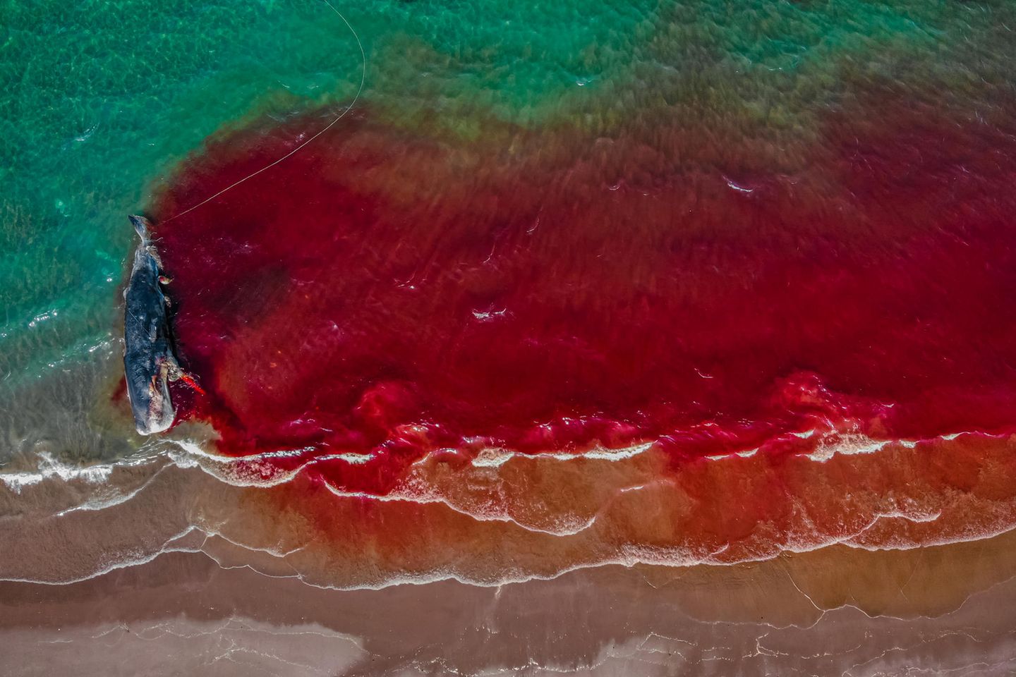 Ein trauriges Farbenspiel fängt Rafael Fernández Caballero mit seiner Kamera ein. Ein toter Pottwal färbt das grün anmutende Meer rot. Ein zweiter Platz erringt dieser traurige Komplementär-Kontrast in der Kategorie "Ocean Conservation Photographer of the Year (IMPACT)"