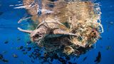 Wie gefährlich Fischerei-Netze werden können, zeigt das Bild von Simon Lorenz. Eine Oliv-Bastardschildkröte schleppt ein Anhängsel auf Meeres-Abfall hinter sich her. Mit dieser aufrüttelnden Aufnahme gewinnt er in der Kategorie "Ocean Conservation Photographer of the Year (IMPACT)".
