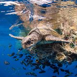 Wie gefährlich Fischerei-Netze werden können, zeigt das Bild von Simon Lorenz. Eine Oliv-Bastardschildkröte schleppt ein Anhängsel auf Meeres-Abfall hinter sich her. Mit dieser aufrüttelnden Aufnahme gewinnt er in der Kategorie "Ocean Conservation Photographer of the Year (IMPACT)".