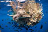 Wie gefährlich Fischerei-Netze werden können, zeigt das Bild von Simon Lorenz. Eine Oliv-Bastardschildkröte schleppt ein Anhängsel auf Meeres-Abfall hinter sich her. Mit dieser aufrüttelnden Aufnahme gewinnt er in der Kategorie "Ocean Conservation Photographer of the Year (IMPACT)".