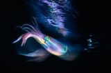 Die Aufnahme von Gabriel Barathieu befindet sich unter den Finalisten der Kategorie  "Fine Art Photographer of the Year". Mit ihrer Langzeitaufnahme verleiht sie dem Tintenfisch magische Leuchtspuren.