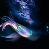 Die Aufnahme von Gabriel Barathieu befindet sich unter den Finalisten der Kategorie  "Fine Art Photographer of the Year". Mit ihrer Langzeitaufnahme verleiht sie dem Tintenfisch magische Leuchtspuren.