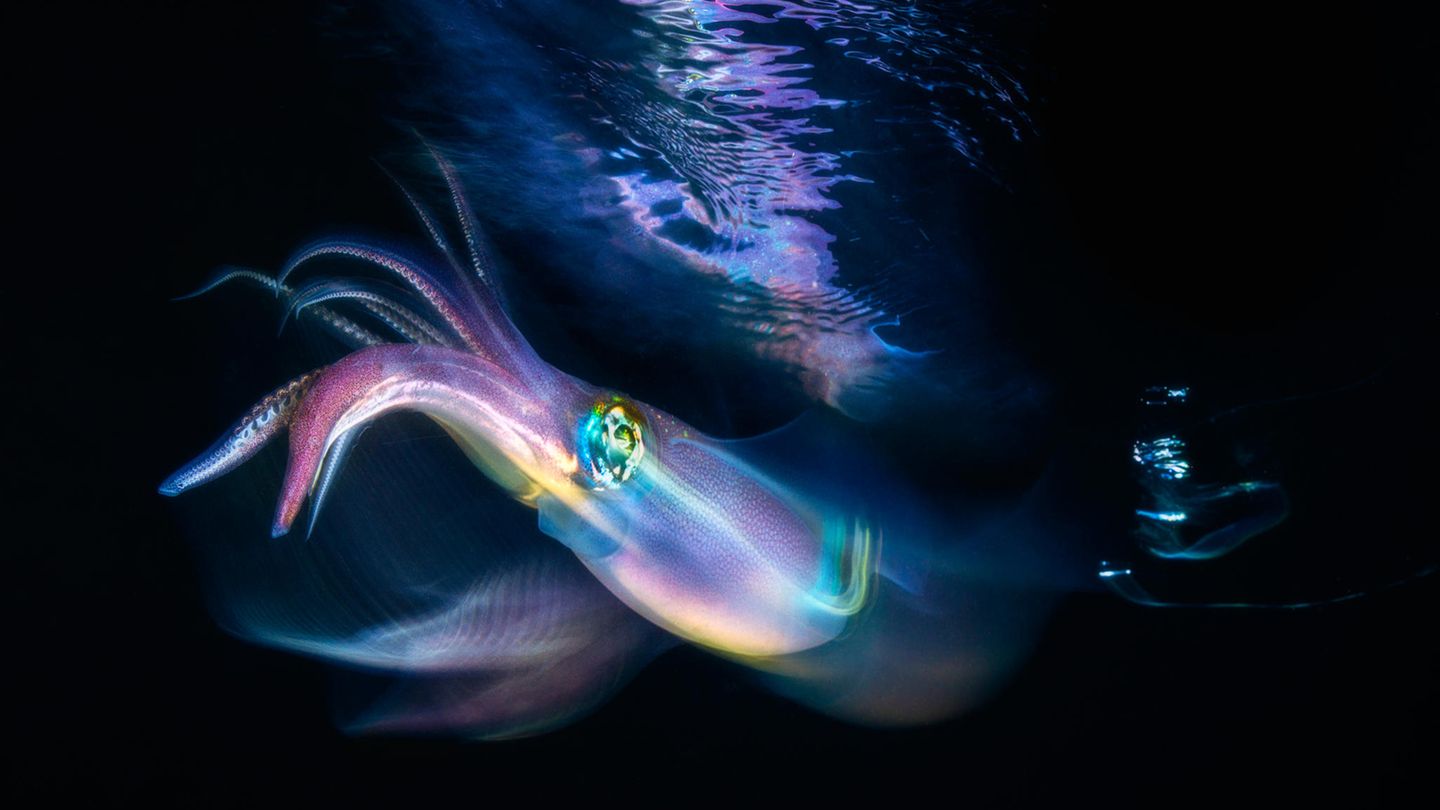 Die Aufnahme von Gabriel Barathieu befindet sich unter den Finalisten der Kategorie  "Fine Art Photographer of the Year". Mit ihrer Langzeitaufnahme verleiht sie dem Tintenfisch magische Leuchtspuren.