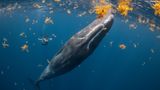Das Siegerbild von Steve Woods aus der Kategorie "Human Connection Award: People & Planet Ocean" zeigt das Aufeinandertreffen von Freitaucherin und Pottwal.
