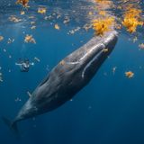 Das Siegerbild von Steve Woods aus der Kategorie "Human Connection Award: People & Planet Ocean" zeigt das Aufeinandertreffen von Freitaucherin und Pottwal.