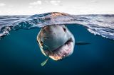 Dem Weißen Hai direkt ins Maul geschaut hat Matty Smith mit seiner Kamera. Seine Fotografien zeigen auf spielerische und unerschrockene Weise das schillernd, bunte Leben unter der Wasseroberfläche. Mit seinem Gesamtwerk gewinnt er in der Kategorie "Portfolio".