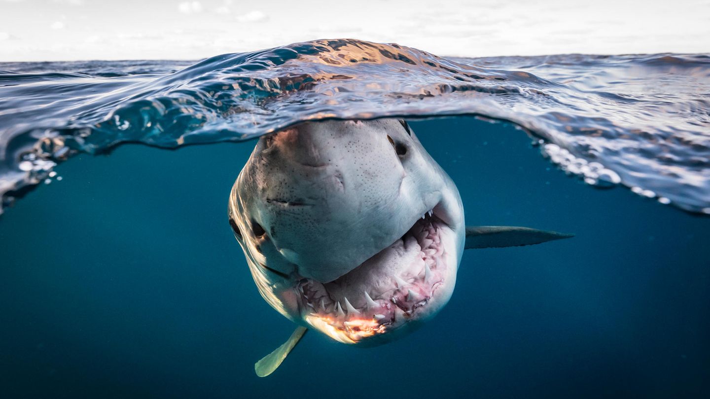 Dem Weißen Hai direkt ins Maul geschaut hat Matty Smith mit seiner Kamera. Seine Fotografien zeigen auf spielerische und unerschrockene Weise das schillernd, bunte Leben unter der Wasseroberfläche. Mit seinem Gesamtwerk gewinnt er in der Kategorie "Portfolio".