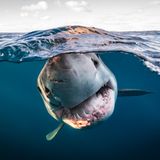 Dem Weißen Hai direkt ins Maul geschaut hat Matty Smith mit seiner Kamera. Seine Fotografien zeigen auf spielerische und unerschrockene Weise das schillernd, bunte Leben unter der Wasseroberfläche. Mit seinem Gesamtwerk gewinnt er in der Kategorie "Portfolio".