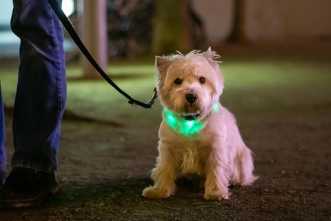 Leuchthalsband für Hunde: Hund trägt grünes Leuchthalsband
