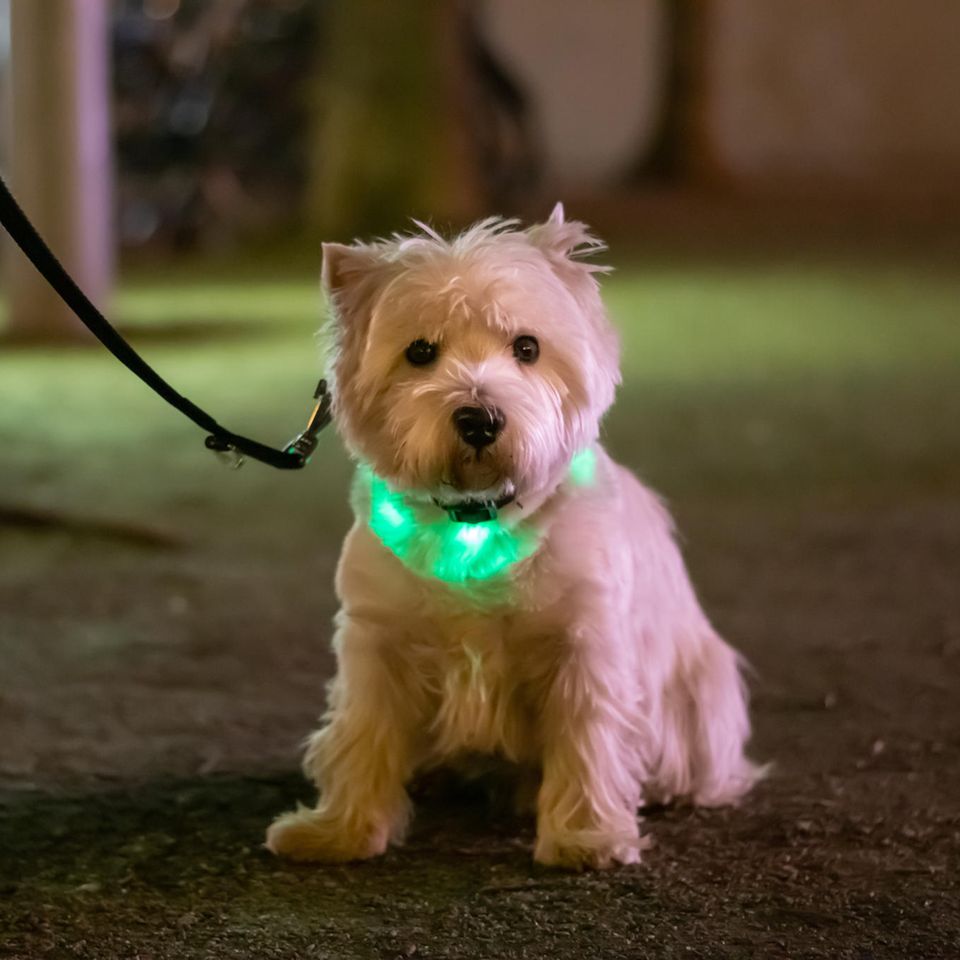 Leuchthalsband für Hunde: Hund trägt grünes Leuchthalsband