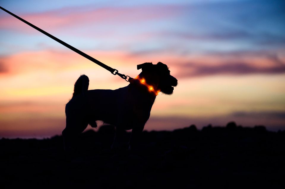 Leuchthalsband für Hunde mit Blinkfunktion
