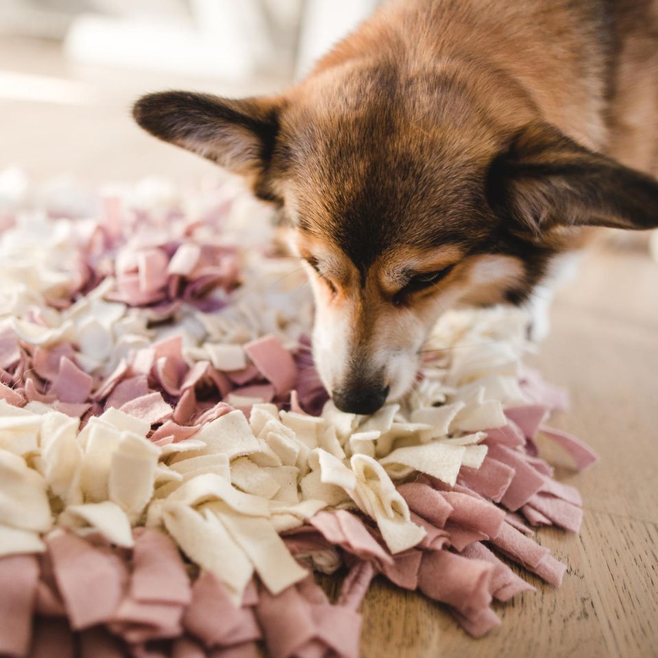 Justyna / Adobe Stock Justyna / Adobe Stock