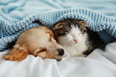 Hund und Katze schlafen unter einer Decke