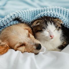 Hund und Katze schlafen unter einer Decke