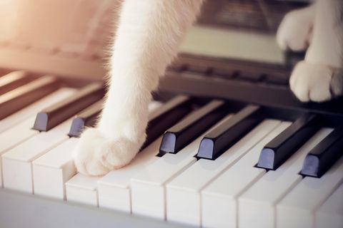 Katzenpforten auf Klaviertasten