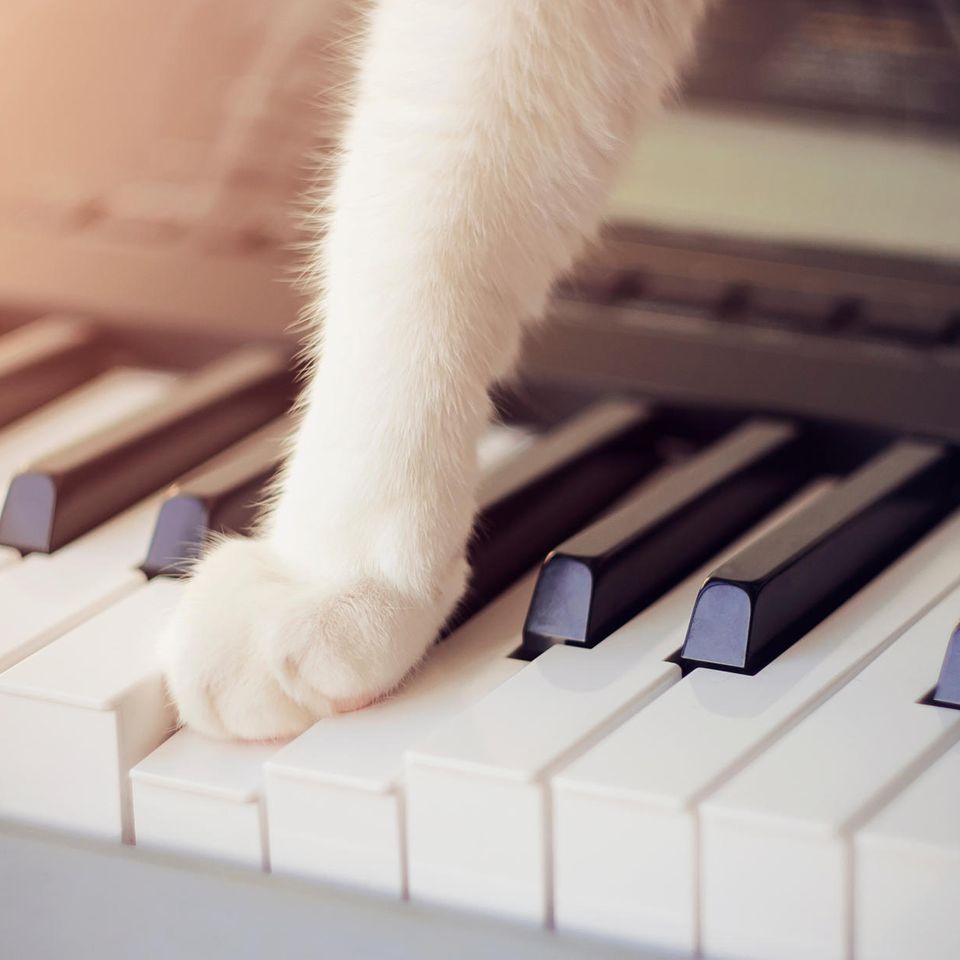 Katzenpforten auf Klaviertasten