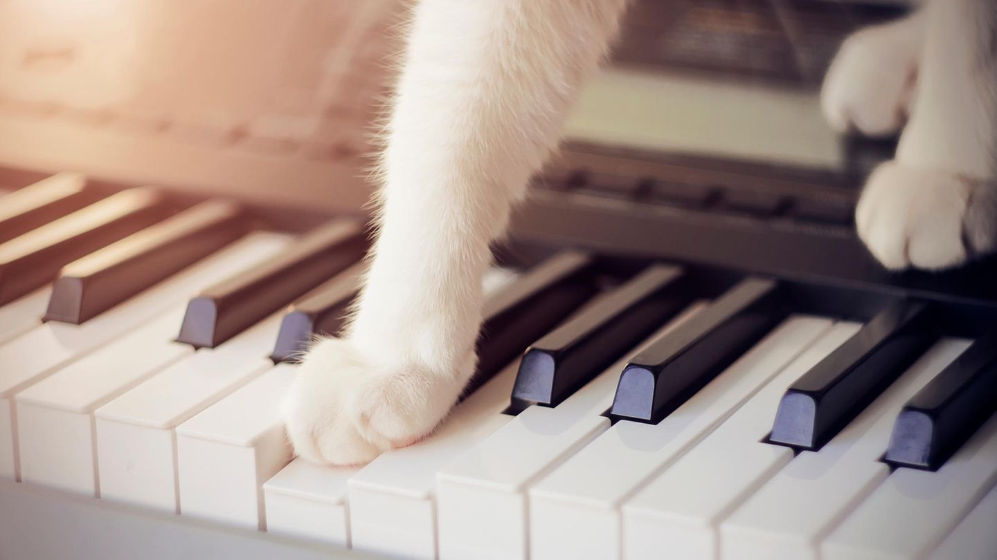 Katzenpforten auf Klaviertasten