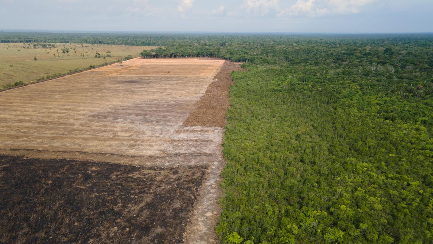 Amazonasgebiet