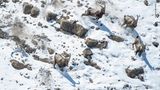 Perfekt getarnt jagt ein Schneeleopard eine Herde von Sibirischen Steinböcken über eine schneebedeckte Anhöhe in Nordindien.